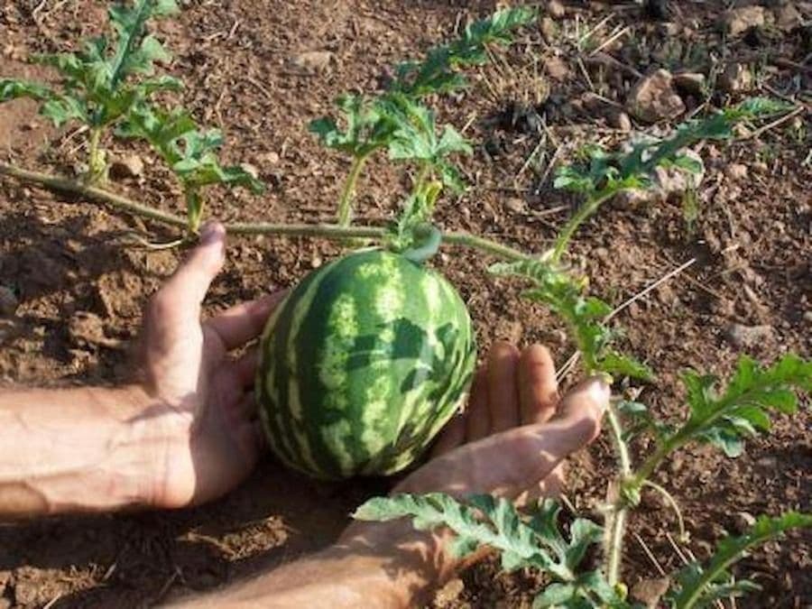 close-up of woman holding watermelon and showing at the camera at Korogonas Ark